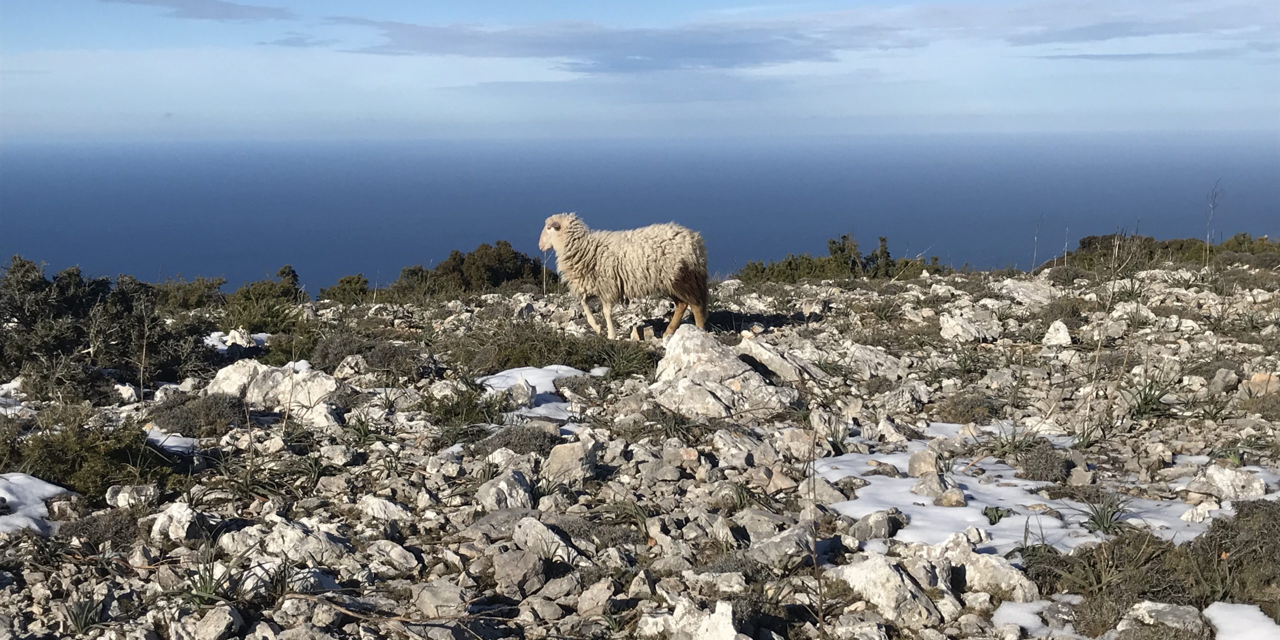 IMG_4485 b-kosmo valdemossa walk sheep