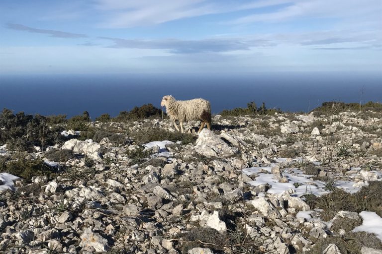 IMG_4485 b-kosmo valdemossa walk sheep