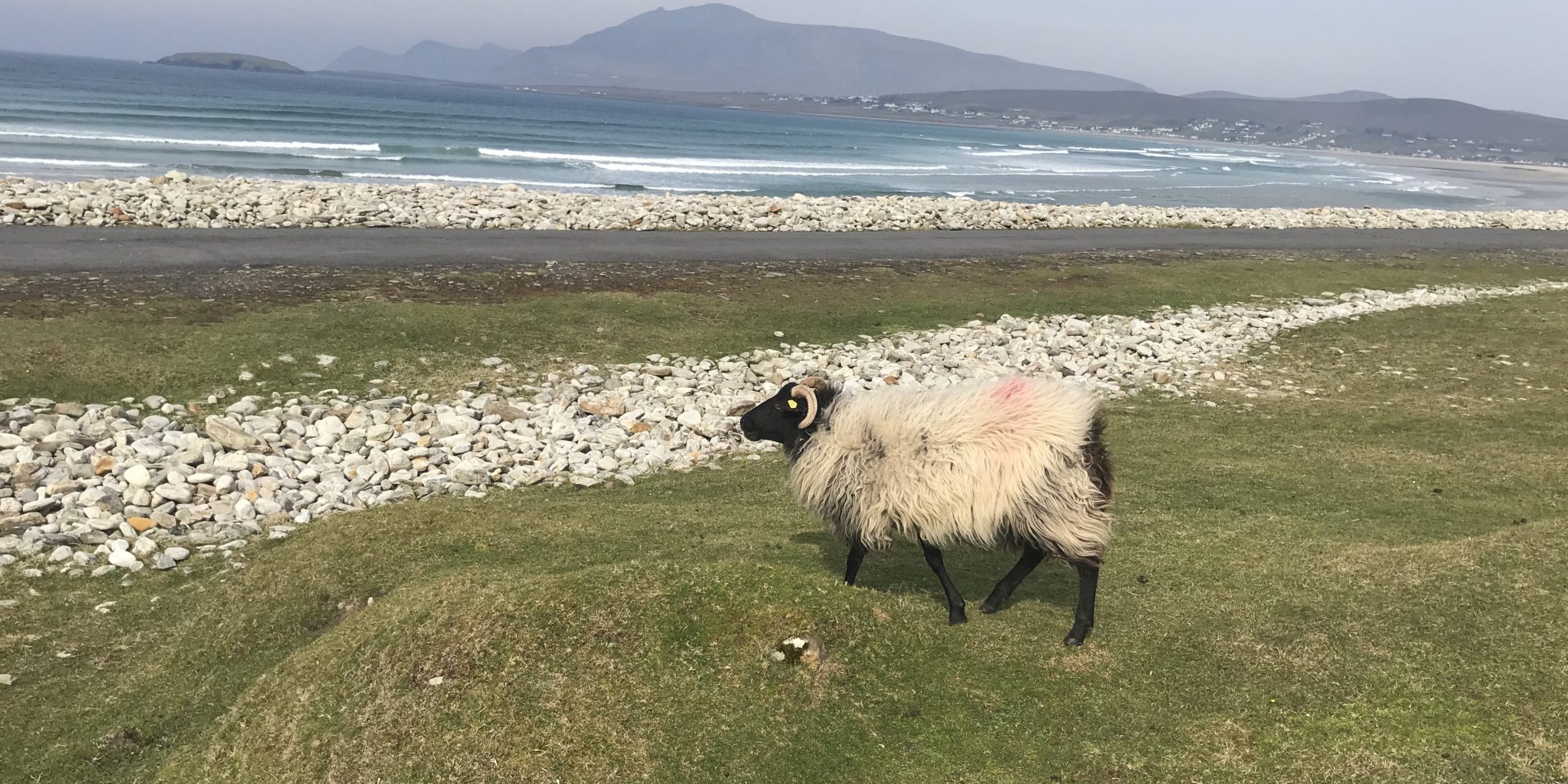 IMG_9994 Irish sheep