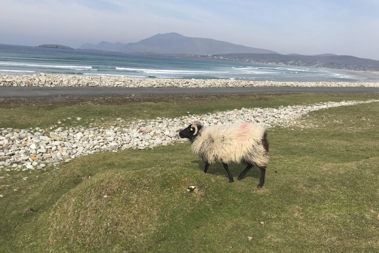 Irish sheep