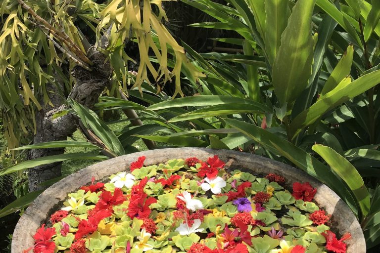 Bali garden summer flowers in a garden of Life. Gardening: planting projects and harvesting results