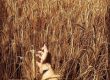 Mindfulness Guide for beginners