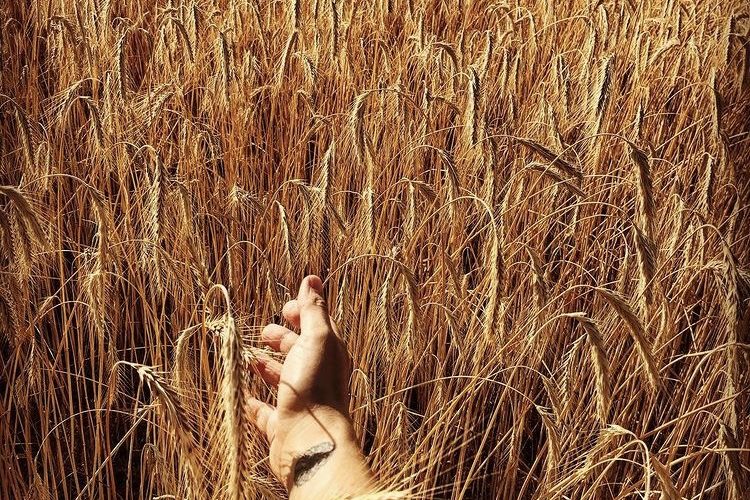 IMG_2942 Mindfulness Guide for beginners